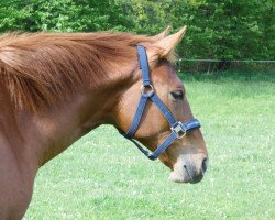 horse Roe Key (Trakehner, 2015, from Icare d'Olympe AA)