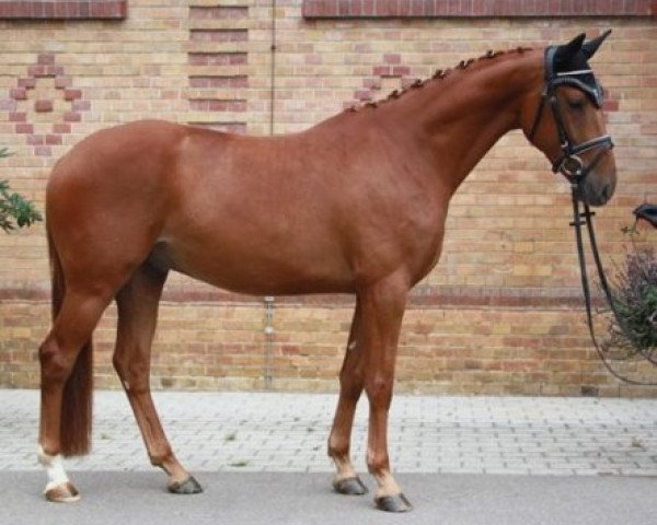 dressage horse Tiberius II (Trakehner, 2012, from Laurel)