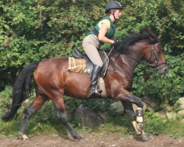 Pferd Bjandar (Trakehner, 2003, von Caroll)