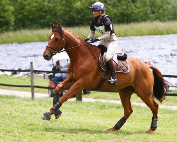 horse Finney Heart (Trakehner, 2009, from Fragonard xx)