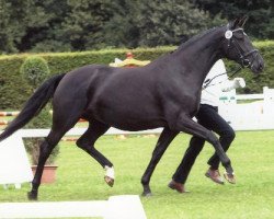 broodmare Kara Bella (Trakehner, 2002, from Distelzar)