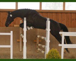 broodmare Isola Cora (Trakehner, 2004, from Distelzar)