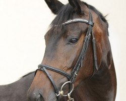 dressage horse Palmyra (Trakehner, 2013, from Herakles TSF)