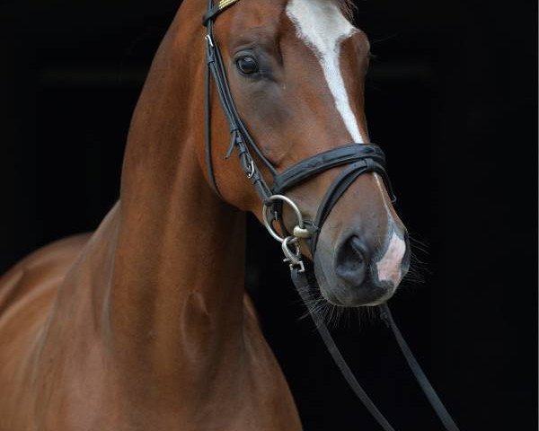 dressage horse Illimani 2 (Trakehner, 2008, from Lord Luciano 2)