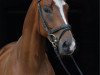 dressage horse Illimani 2 (Trakehner, 2008, from Lord Luciano 2)