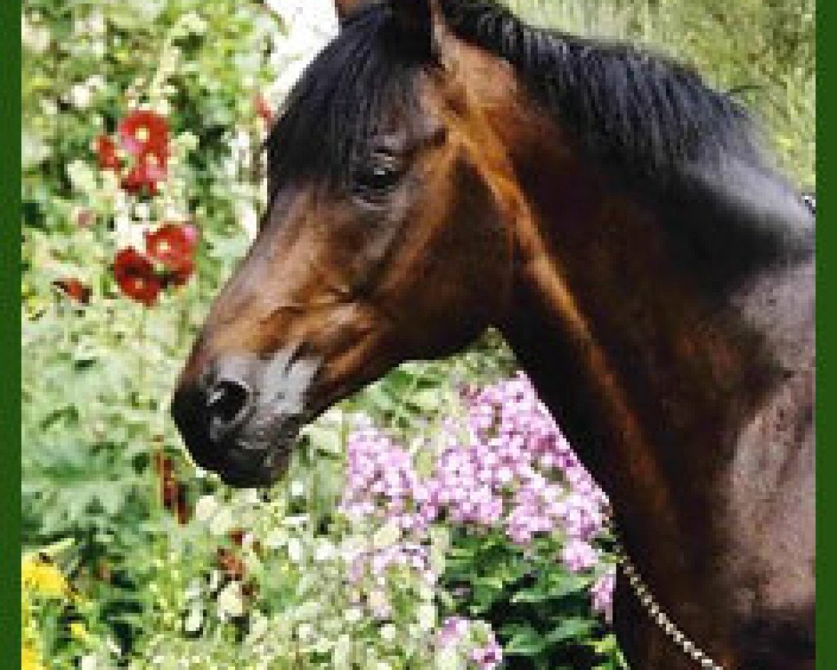 stallion Gortus (Trakehner, 1989, from Cantus-Ass)