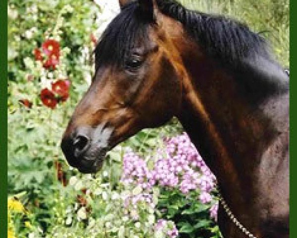 stallion Gortus (Trakehner, 1989, from Cantus-Ass)