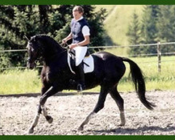 stallion Pernambuco (Trakehner, 1993, from Ibikus)