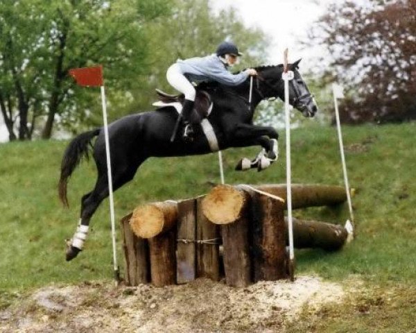 broodmare Vanille (Trakehner, 1983, from Athlet)