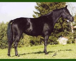 broodmare Veilchen (Trakehner, 1993, from Mandant)