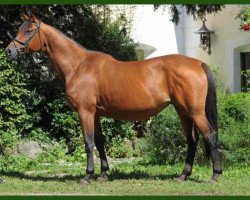 broodmare Koralle XXII (Trakehner, 1997, from Tycoon)