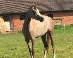 broodmare Emiliaa ox (Arabian thoroughbred, 2014, from IBN ALZEER MADHEEN ox)