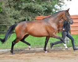 Zuchtstute Kobra (Trakehner, 2009, von Zauberfürst)