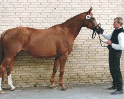 broodmare Schneewittchen IV (Trakehner, 1993, from Schneekönig)