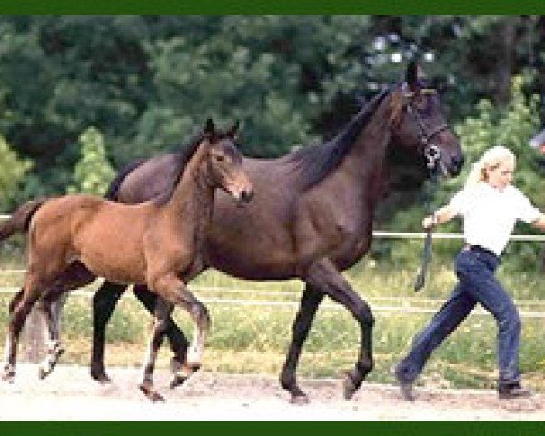 Zuchtstute Sahara VI (Trakehner, 1991, von Königspark xx)