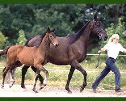 Zuchtstute Sahara VI (Trakehner, 1991, von Königspark xx)