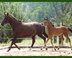 broodmare Piroschka XXVI (Trakehner, 1991, from Mandant)