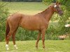 dressage horse Schneebeere (Trakehner, 2011, from Idamantes Llc)