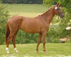 dressage horse Schneebeere (Trakehner, 2011, from Idamantes)