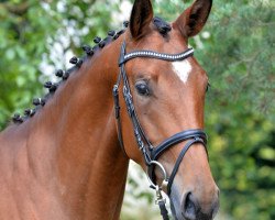 dressage horse Korea 11 (Trakehner, 2012, from Idamantes)