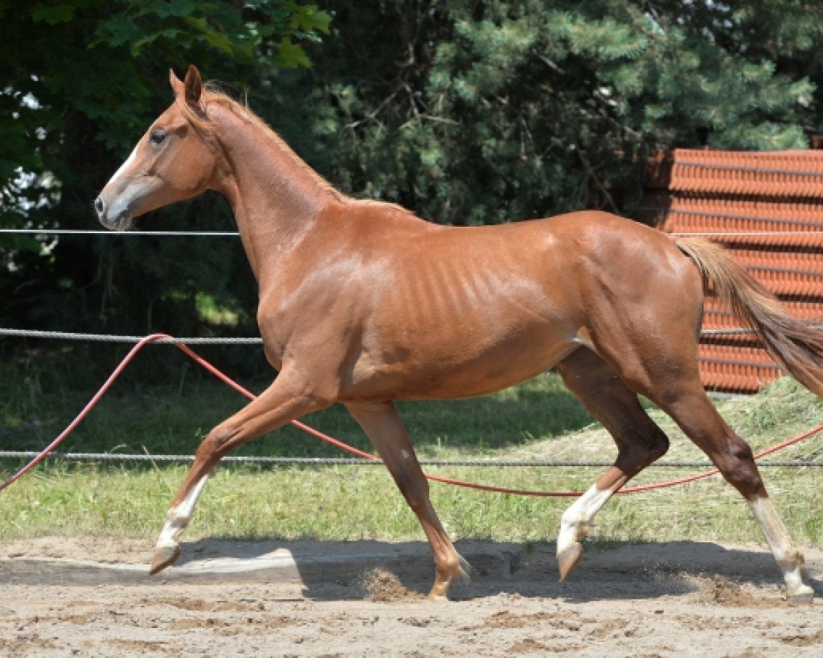 Dressurpferd Schneemaus 3 (Trakehner, 2012, von Idamantes)