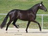 Zuchtstute Samba WH (Trakehner, 2012, von Kentucky)