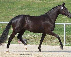 dressage horse Samba WH (Trakehner, 2012, from Kentucky)