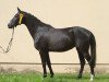 broodmare Berlinale (Trakehner, 2013, from Heuberger TSF)