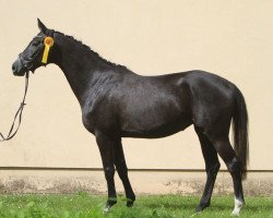 Zuchtstute Berlinale (Trakehner, 2013, von Heuberger TSF)