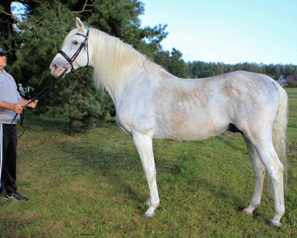 stallion Eisfreund (Trakehner, 1991, from Amiego)