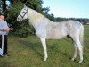 stallion Eisfreund (Trakehner, 1991, from Amiego)