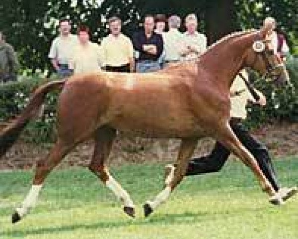 broodmare Honeymoon (Trakehner, 1992, from Parforce)