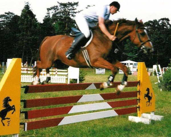 horse Jamur (German Sport Horse, 1990, from Janussek)