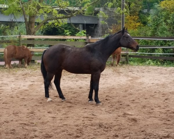 jumper Wilton 13 (KWPN (Royal Dutch Sporthorse), 2003, from Clinton)