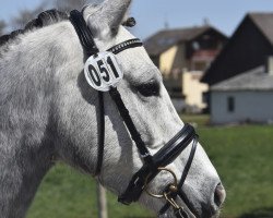 dressage horse Dancing Daisy 2 (German Riding Pony, 2012, from Dancing Dynamic)