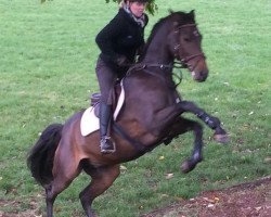 Springpferd Looping Louis (Holsteiner, 2012, von Larimar)