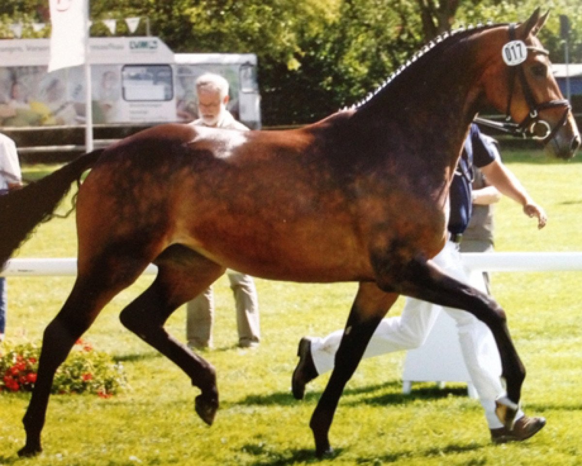Zuchtstute Contess ST (Westfale, 2006, von Cornet Obolensky)