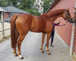 broodmare Virabell (Hanoverian, 2009, from Valentino)