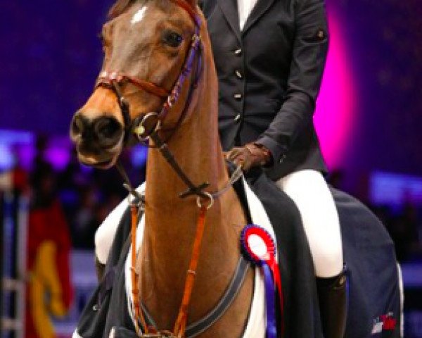 jumper Diamond (Belgian Riding Pony, 2001)