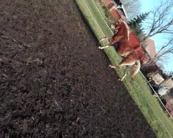 Pferd Vippachs Lorena (Haflinger, 2012)