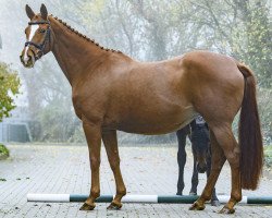 broodmare Luisiana (Hanoverian, 2003, from Londonderry)