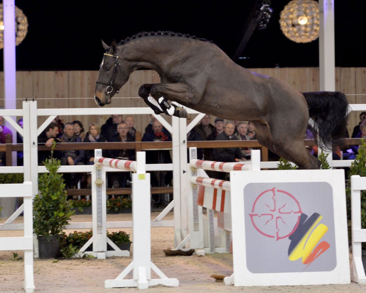 stallion Maestro vd Bisschop (Belgian Warmblood, 2012, from Cornet Obolensky)