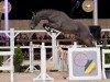 stallion Maestro vd Bisschop (Belgian Warmblood, 2012, from Cornet Obolensky)