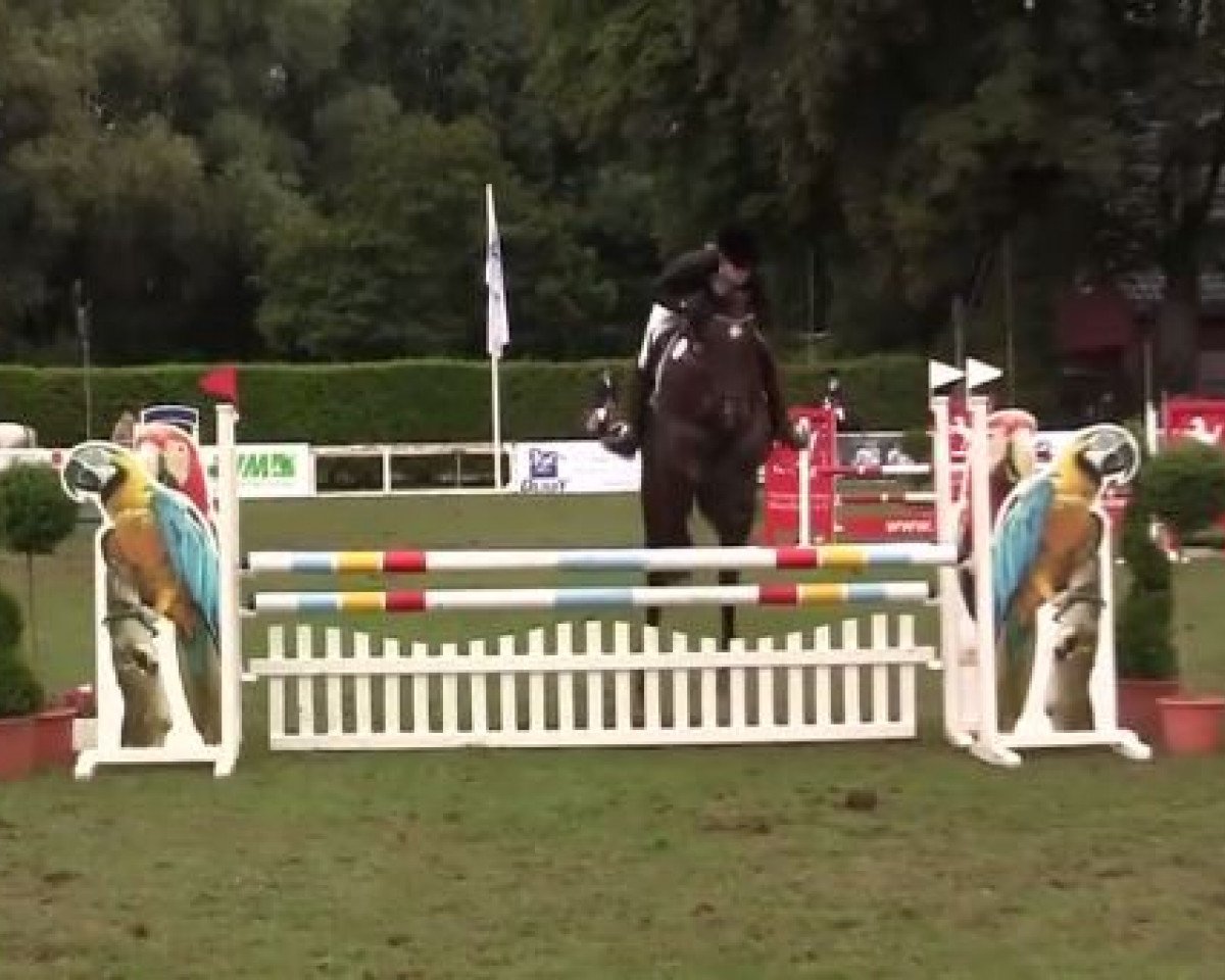 broodmare Quinta 97 (Westphalian, 2007, from Quidam de Revel)