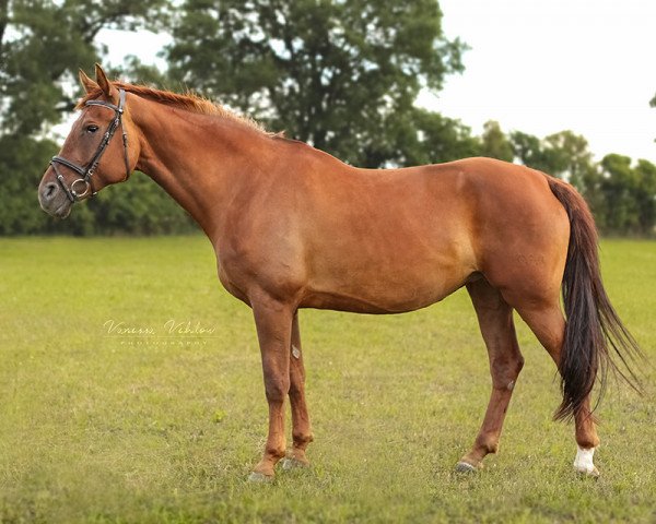 broodmare Carúna (German Sport Horse, 2007, from Don Aparte)