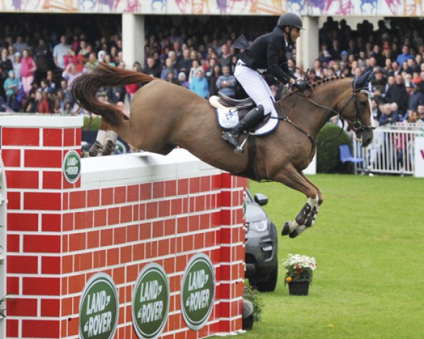 jumper Seapatrick Cruise Cavalier (Irish Sport Horse, 2002, from Cruise On)