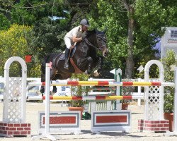 jumper Espinosa (Spanish Sport Horse, 2006, from Darco)