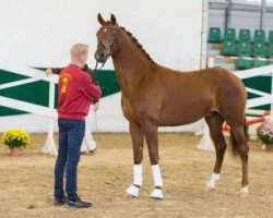 dressage horse Dr. Dennie Dempsey (German Sport Horse, 2014, from Damon Hill)