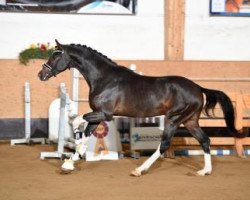 dressage horse Colourful Life (Hanoverian, 2013, from Christ)