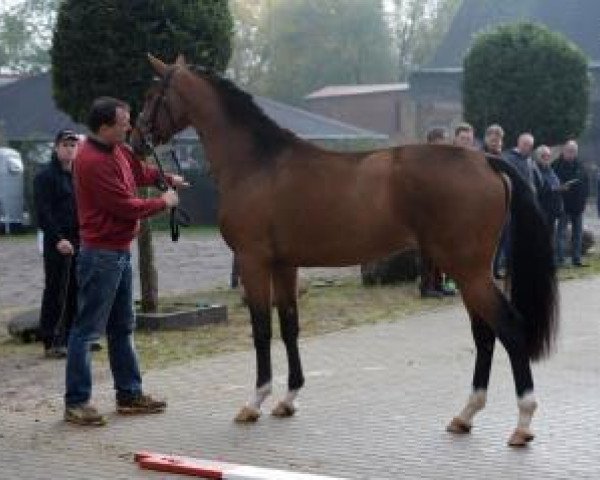 Dressurpferd Belsanto (Deutsches Sportpferd, 2014, von Belissimo NRW)